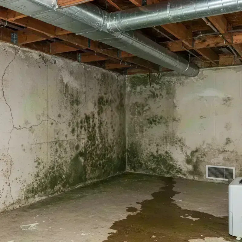 Professional Mold Removal in Park Hills, MO